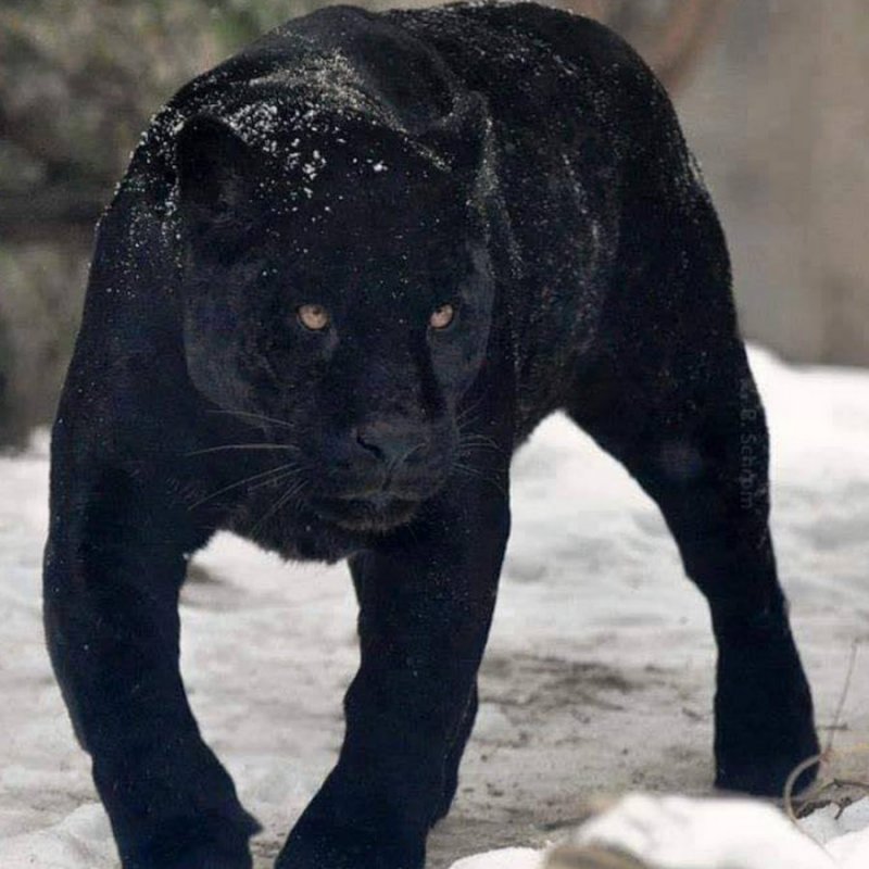 Черная пантера зимой