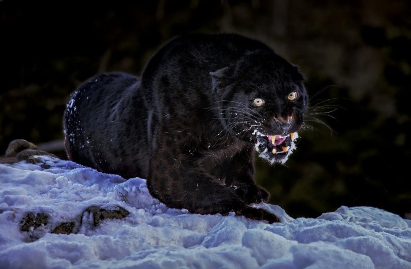 Черная пантера на снегу