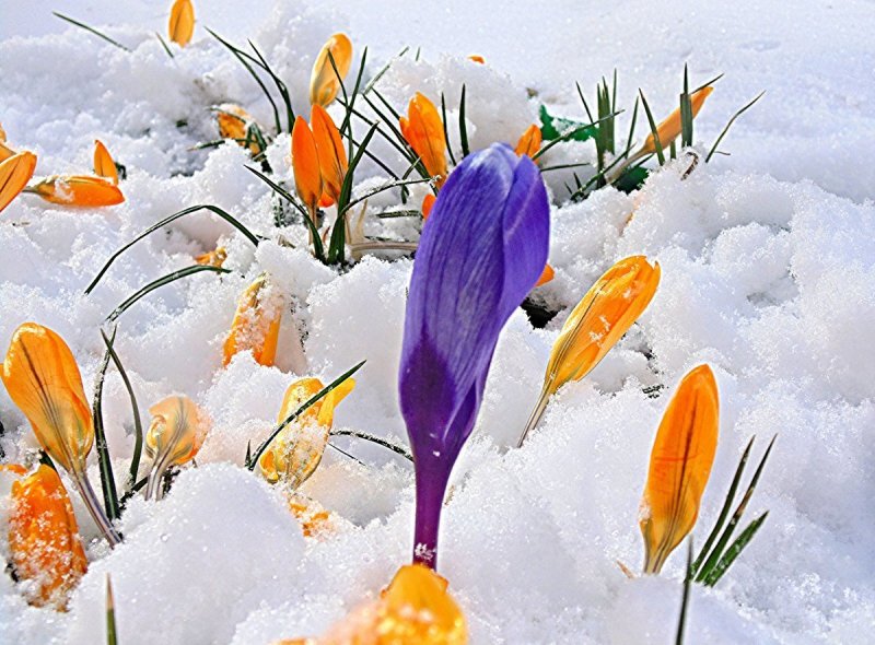 Весенние цветы под снегом