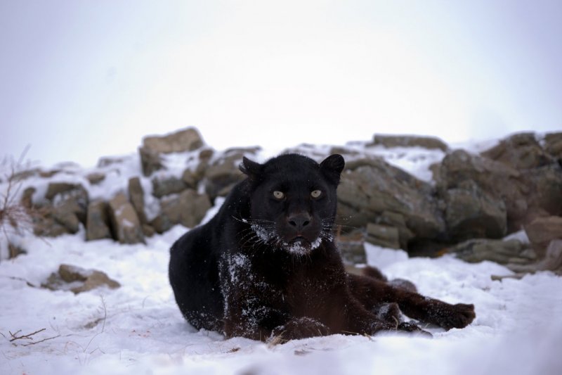 Черная пантера на снегу