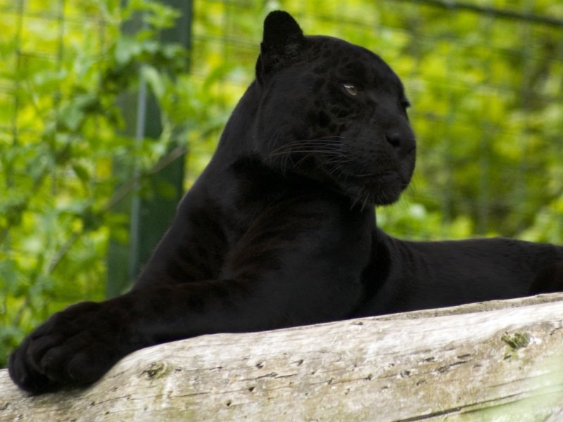 Гуджитсу черная пантера