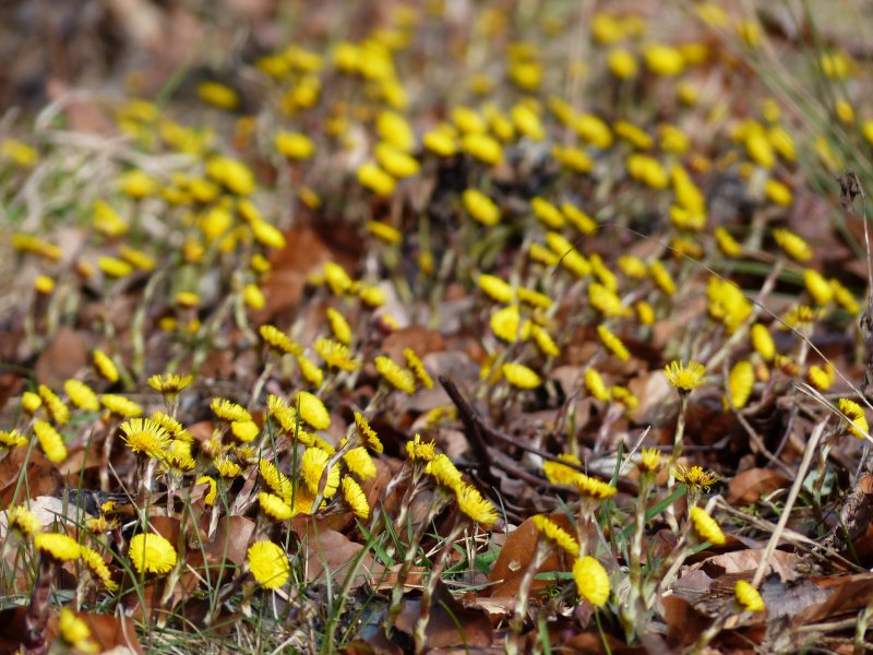 Тонкая Цветущая желтыми цветочками весной травка