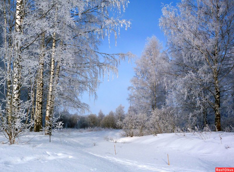 Зимний пейзаж Березки