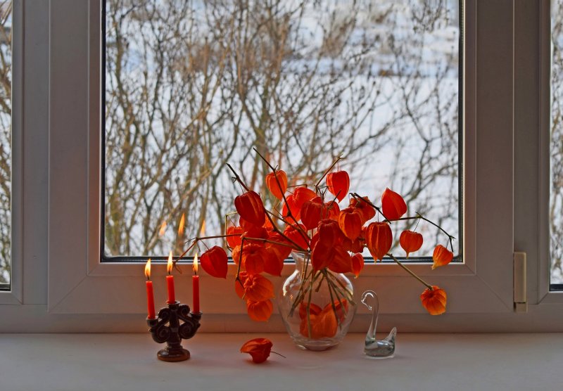 Цветы и зима за окном