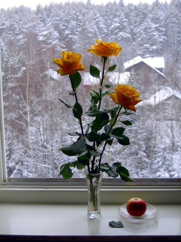 Цветы на подоконнике зимой