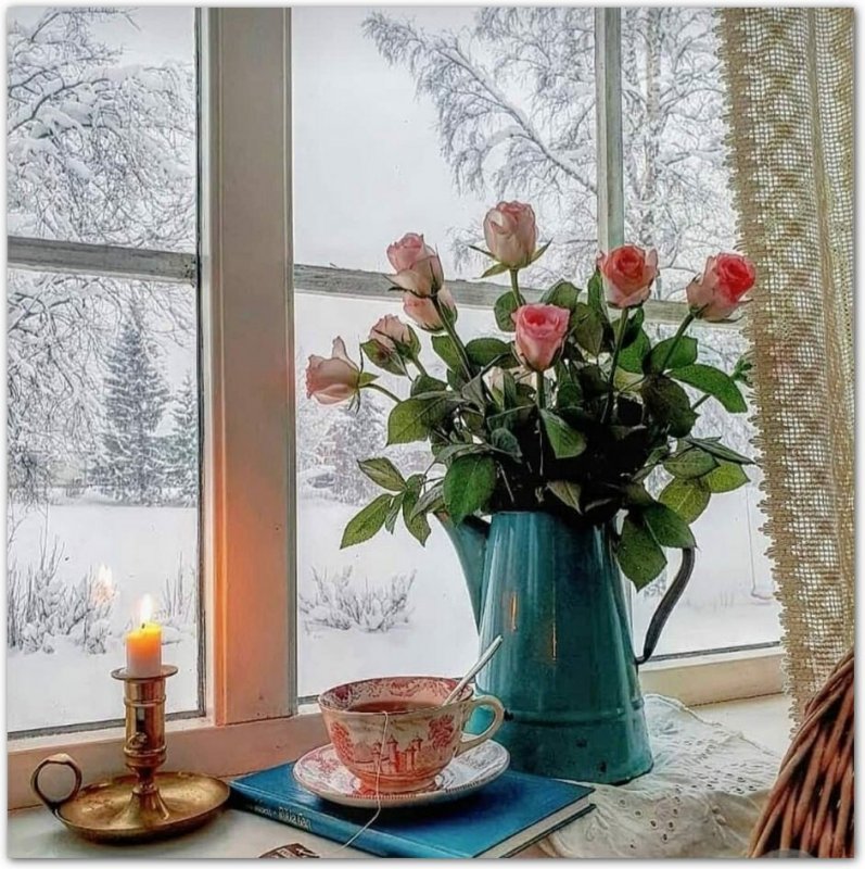 Цветы на окне зимой
