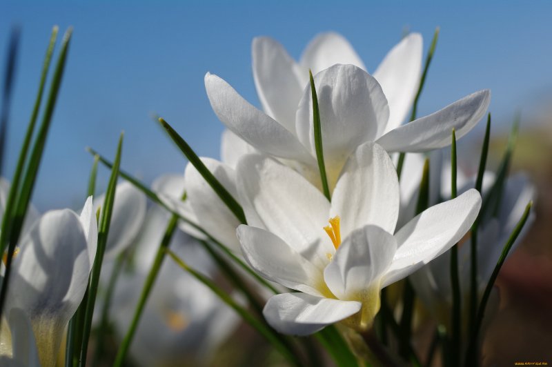 Цветы белые тюльпаны