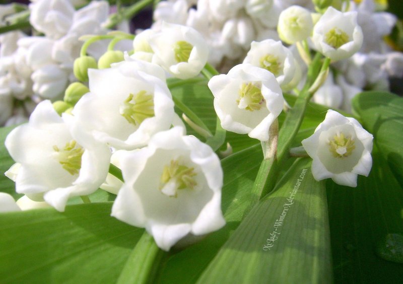 Белые цветы цветущие весной