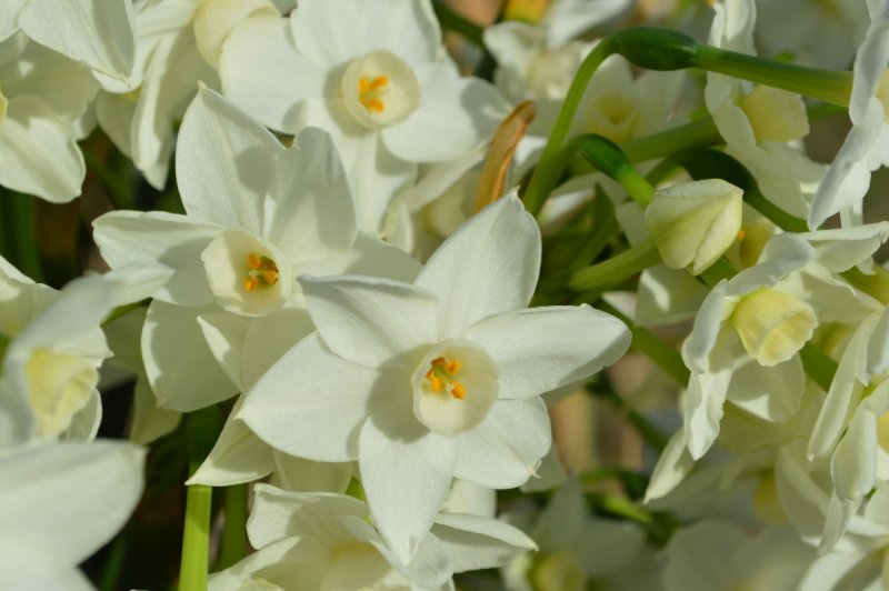 Белые цветы в Японии Нарцисс