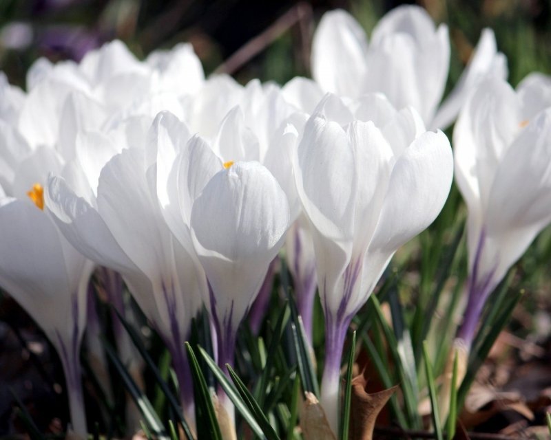 Белые весенние цветы