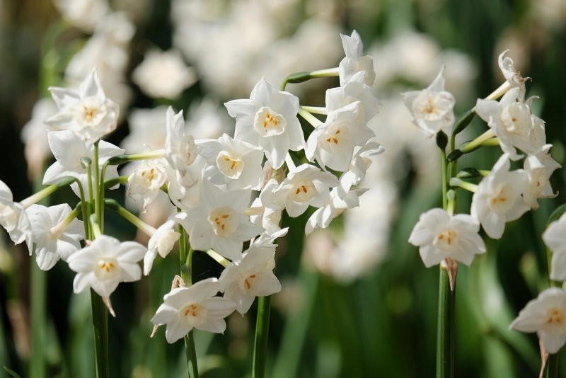 Нарцисс мелкоцветковый белый