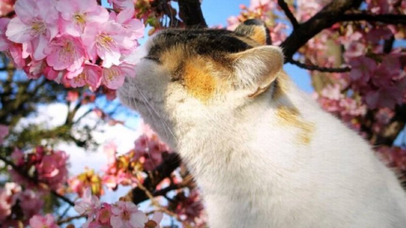 Кот в цветущей вишне