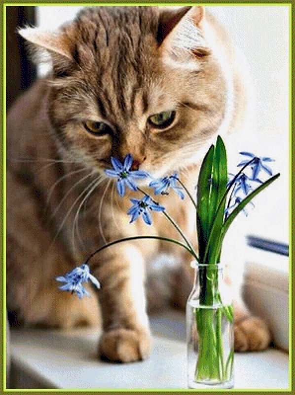 Кошка Весна и уют