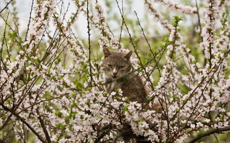 Весна и мартовские коты