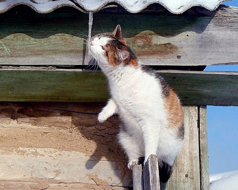 Кот на крыше Весна