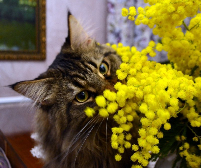 Кот с весенними цветами