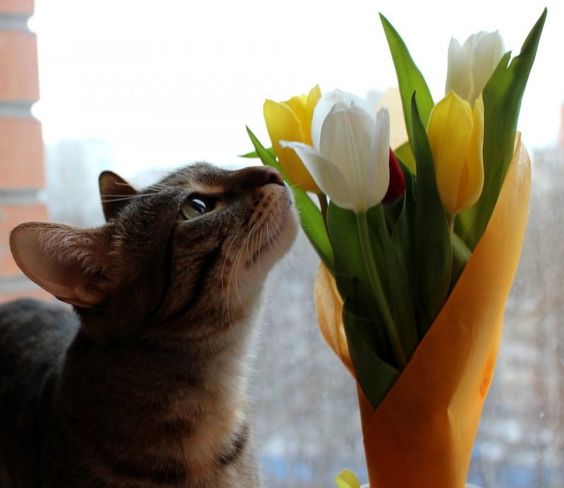 Кошечка с тюльпанами