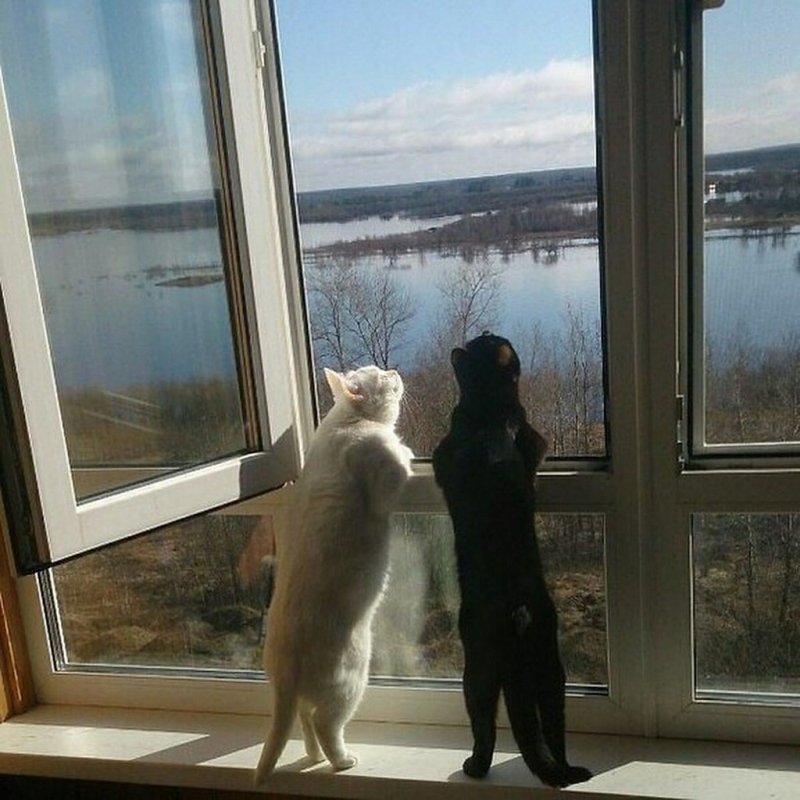 Два кота у окна