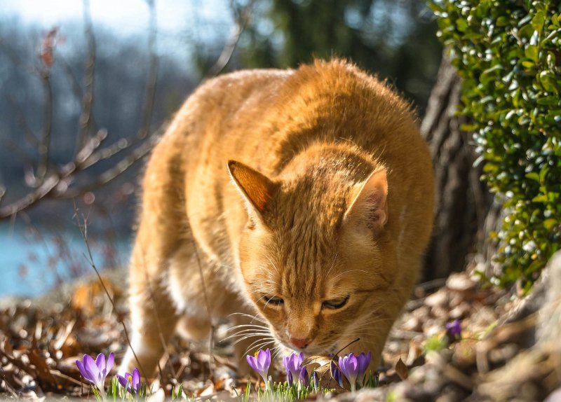 Котик нюхает цветочек