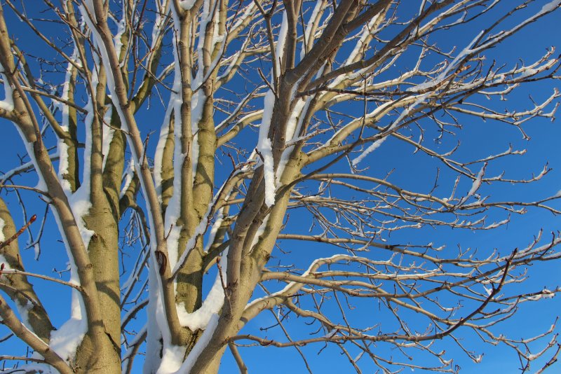 Осина дерево зимой