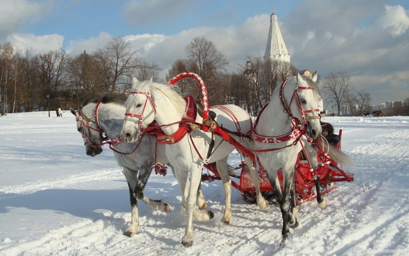 Русская тройка белых лошадей