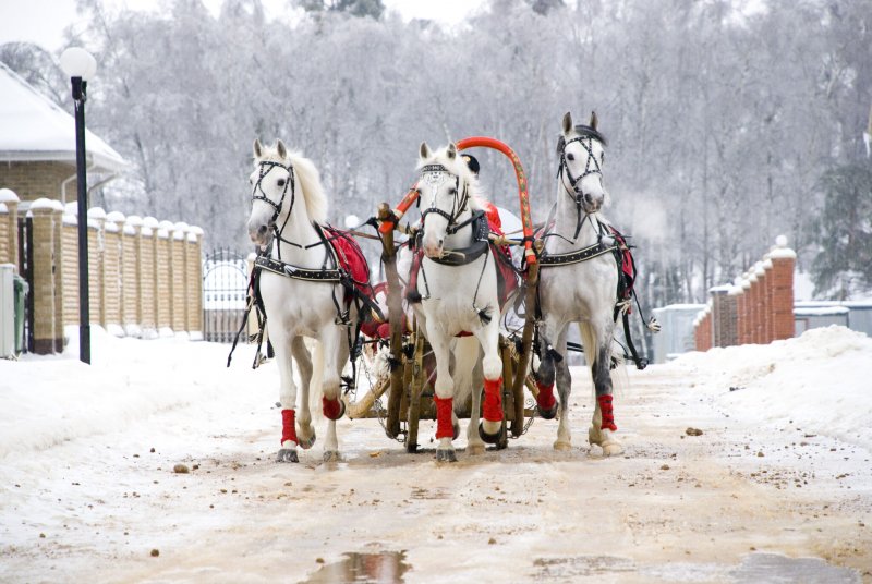 Дед Мороз на тройке лошадей Великий Устюг