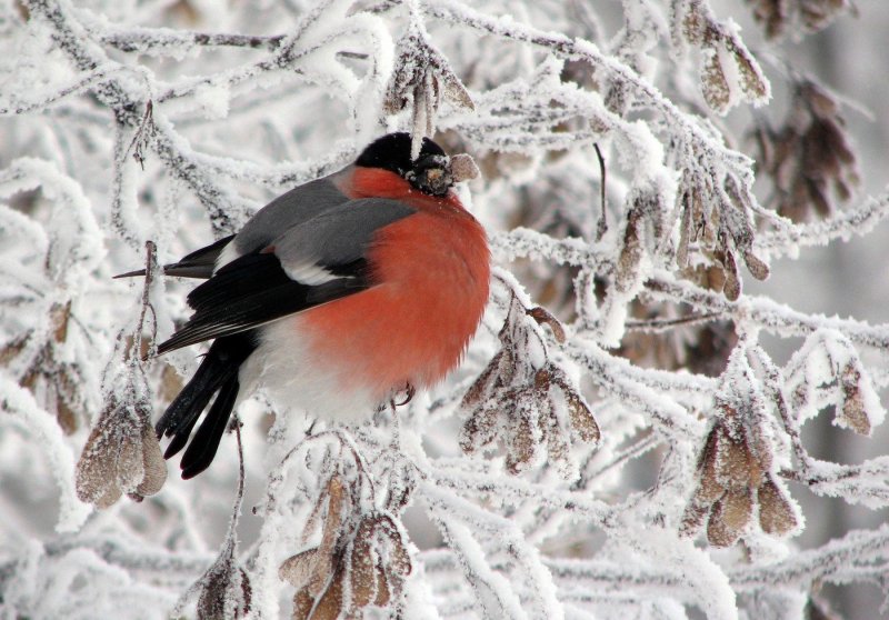 Зимние птицы зимующие