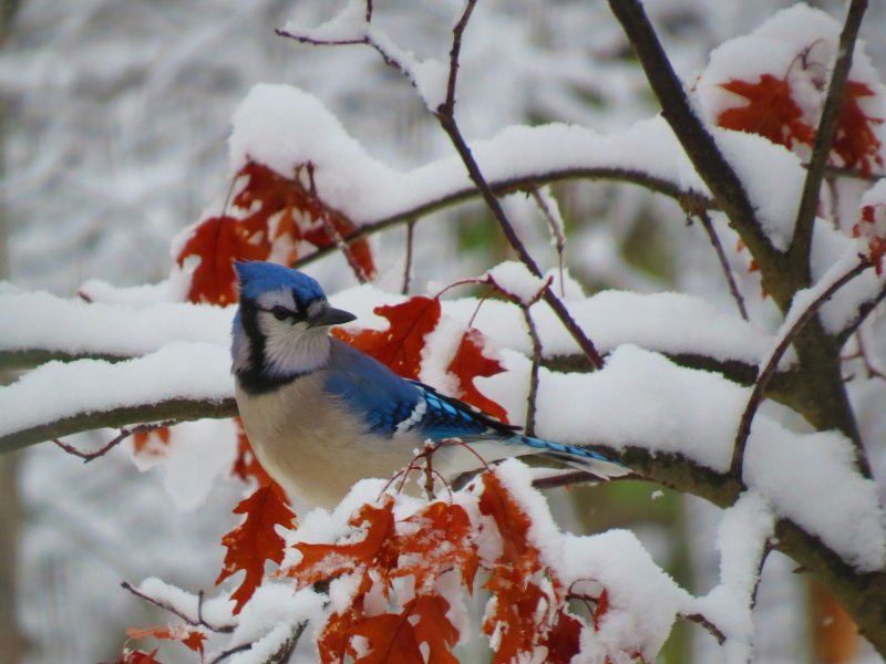 Фото птиц России зимой