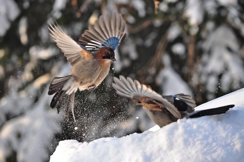 Зимующие птицы щегол