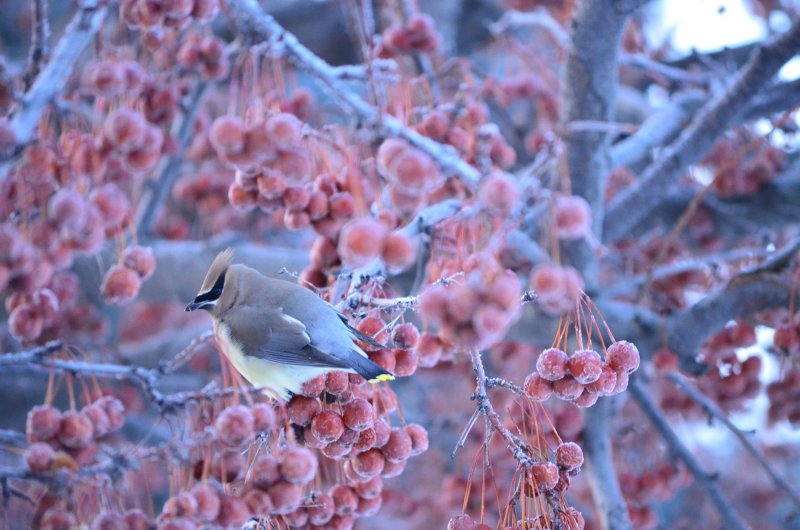 Зима природа птицы