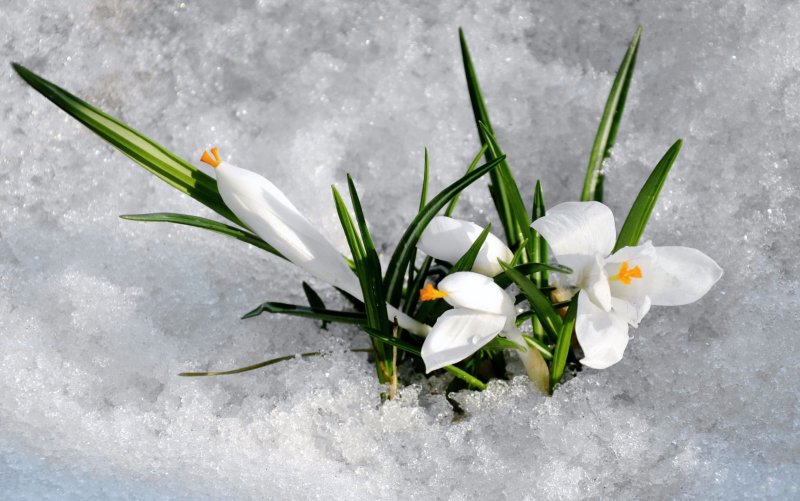 Живые весенние цветы на снегу