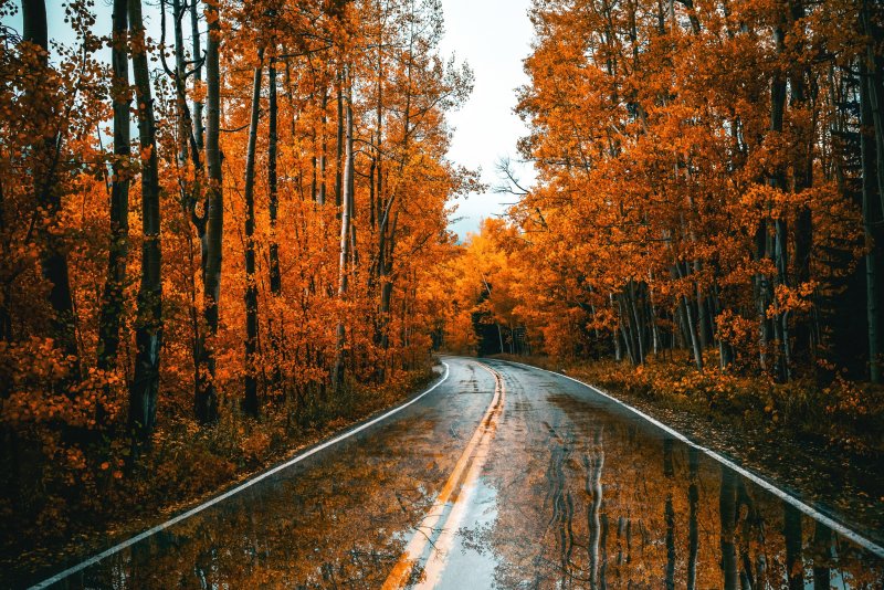 Осенний лес на трассе