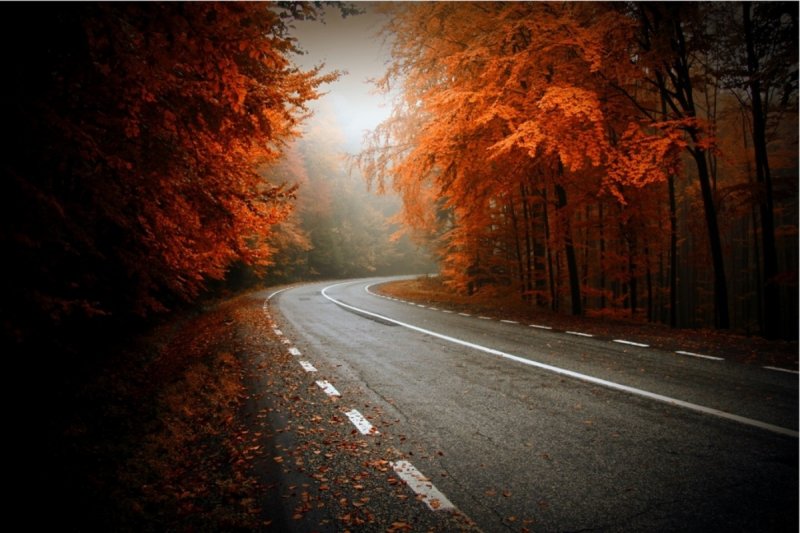Осенний лес на трассе