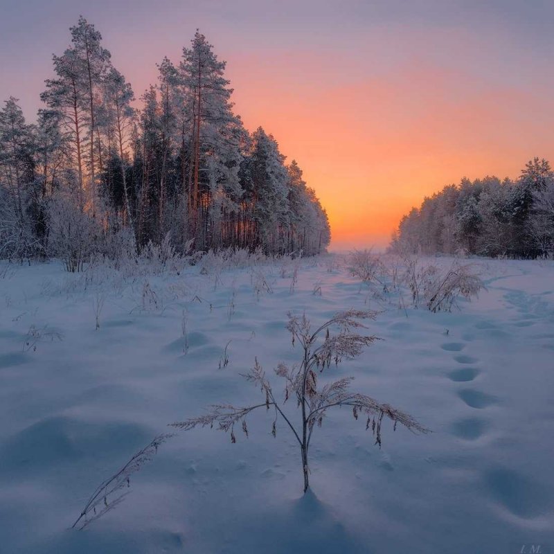 Морозное утро в лесу