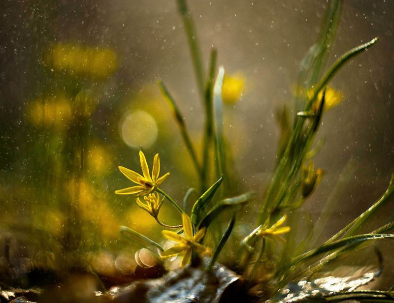 Весенний дождь цветы