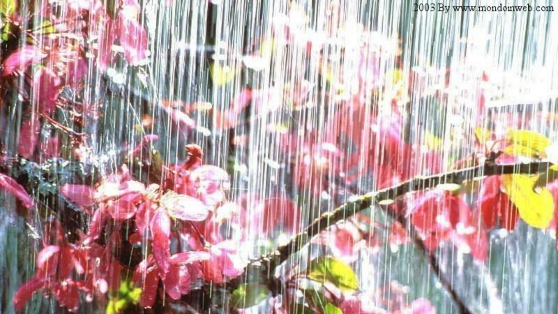 В дождь Цветущий сад