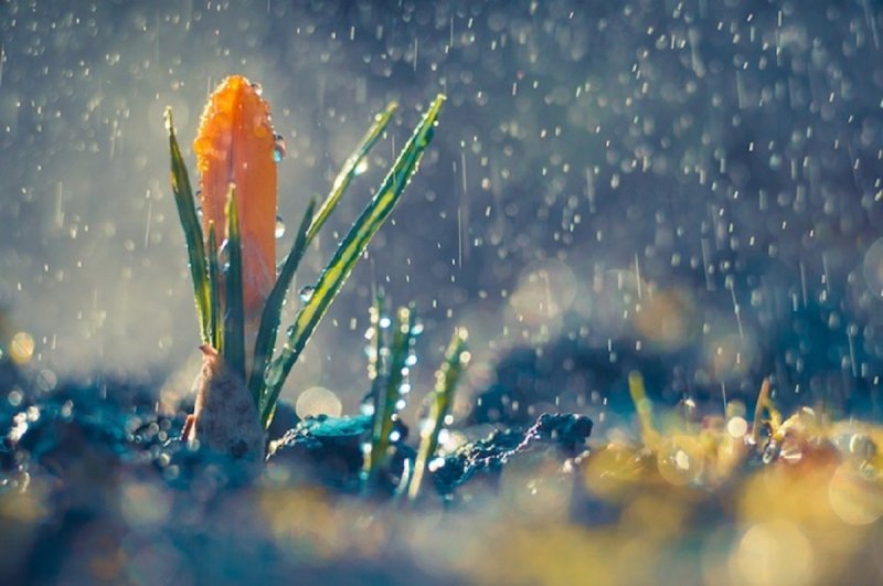 Весенний дождь цветы