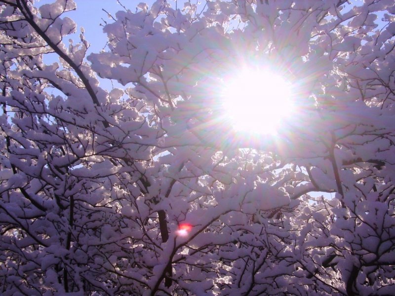 Весна солнце деревья