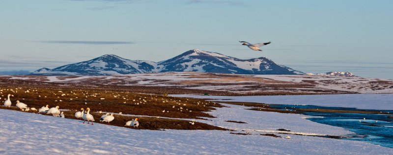 Арктический заповедник остров Врангеля