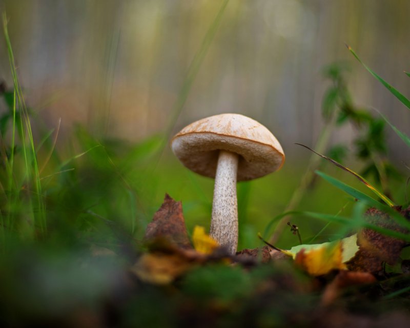 Осенний гриб подберезовик