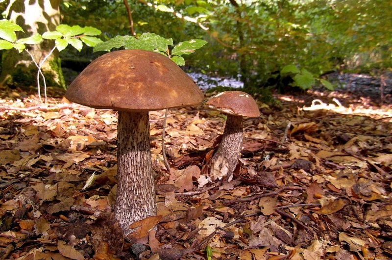 Ядовитые осенние грибы