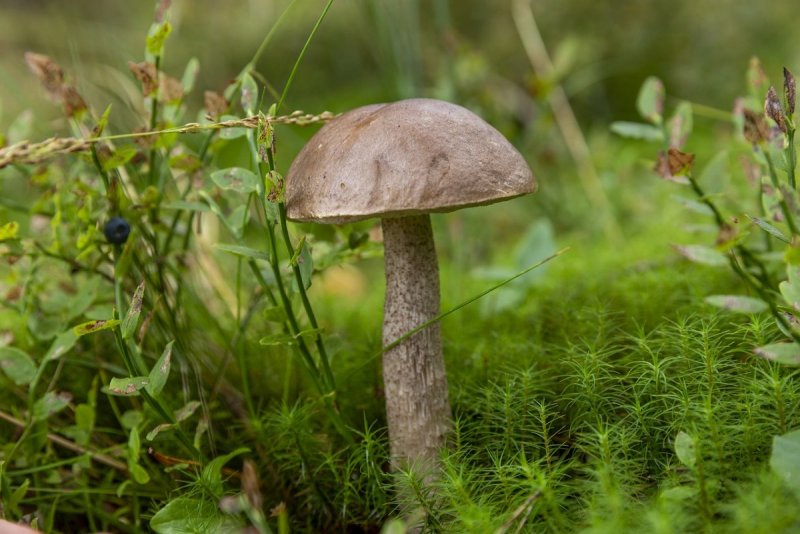 Съедобные грибы подберезовик Ленинградской области