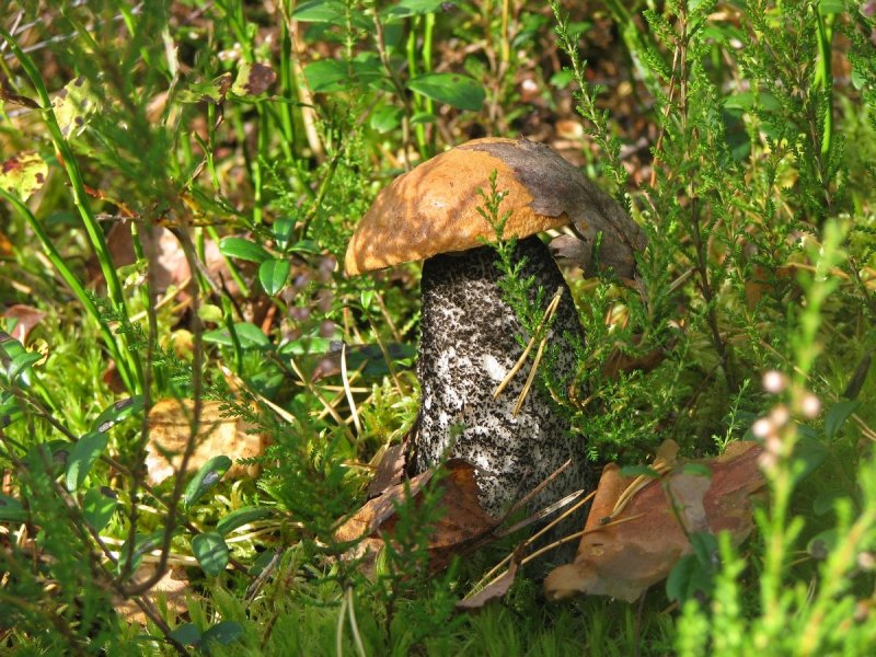 Лесные грибы подберезовик