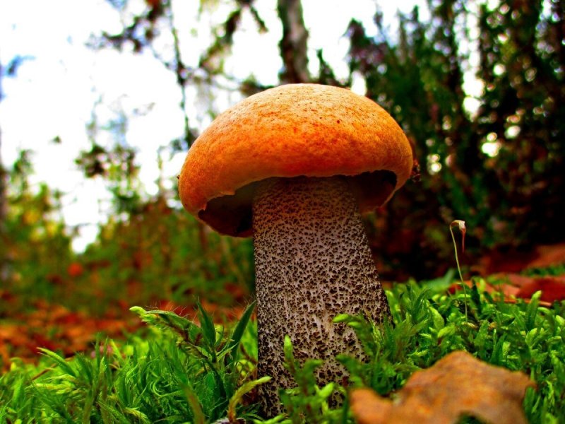 Осенний гриб подберезовик