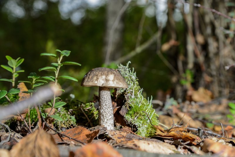 Белый гриб в Березовом лесу