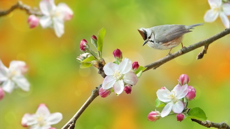 Птицы на цветущих ветках