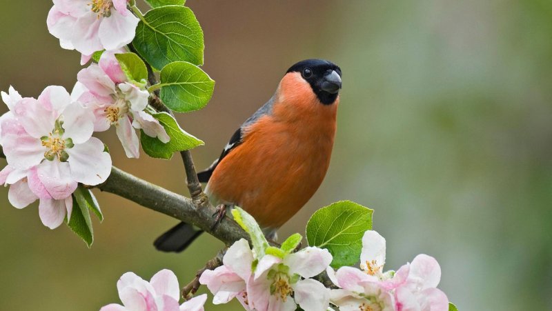 Красивые весенние птицы