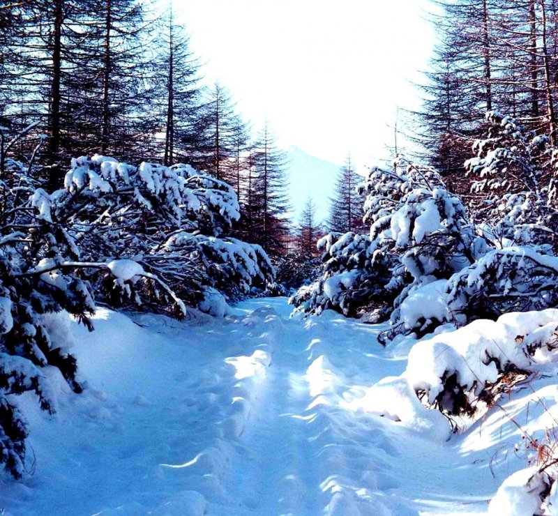 Природа Магаданской области зима