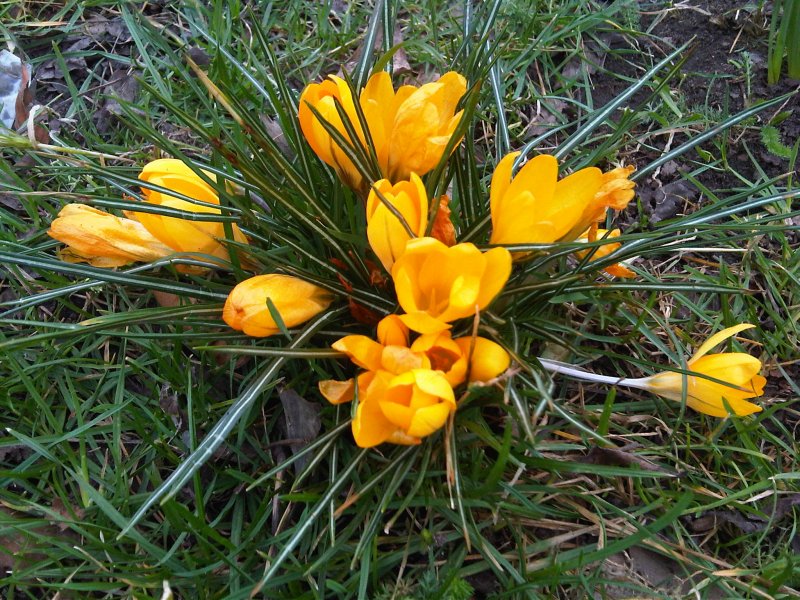 Шафран цветок желтый