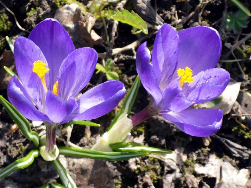 Крокус Шафран осенний цветение